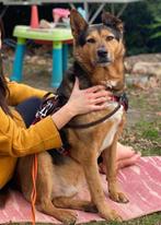 NOODKREET NOAH, LIEVE REU, HOND VAN DE REKENING, MIDDELMAAT, Dieren en Toebehoren, Honden | Niet-rashonden, 6 jaar of ouder, Rabiës (hondsdolheid)