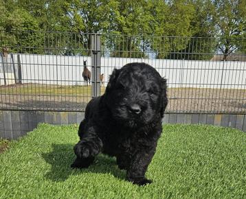 Te koop mooie Black Russian terriër/Bouvier  pups