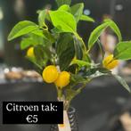 Kunst citroentak, Ophalen of Verzenden, Overige soorten, Minder dan 100 cm