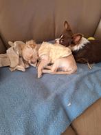 Chihuahua puppy's,raszuiver,vanaf €750,lees de beschrijving!, Dieren en Toebehoren, Honden | Chihuahua's en Gezelschapshonden