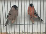 Overjaars koppel noordse goudvink, Dieren en Toebehoren, Vogels | Overige Vogels, Meerdere dieren, Wildzangvogel, Geringd