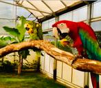 gezocht opvang & inkoop van alle soorten kromsnavels!, Eén persoon