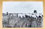 Mierlo 1973 - Strabrechtse heide met schapen, Ophalen of Verzenden, 1960 tot 1980, Ongelopen, Noord-Brabant