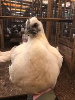 Witte Ayam Cemani / Ga h'mong kippen | Zeer zeldzame kip, Kip, Meerdere dieren