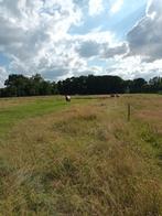 Plek voor 1 paard 24/7 buiten met inloopstallen, Dieren en Toebehoren, Stalling en Weidegang, Weidegang, 1 paard of pony