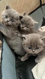 Britse korthaar kitten! Mag uit het nestje, Poes, Kortharig, 0 tot 2 jaar