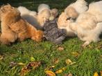 Twee Koekoek USA/Amerikaanse Zijdehoender Kuikens., Dieren en Toebehoren, Pluimvee, Geslacht onbekend, Kip
