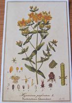 twee prentjes van Veenbessen en Sint Janskruid, Ophalen of Verzenden, Zo goed als nieuw, Prent, Natuur