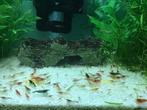 Garnalenmix €0,50 per stuk., Dieren en Toebehoren, Vissen | Aquariumvissen, Kreeft, Krab of Garnaal