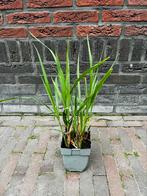Prachtriet - Miscanthus sinensis Gracillimus, Tuin en Terras, Planten | Tuinplanten, Ophalen, Volle zon, Vaste plant, Siergrassen