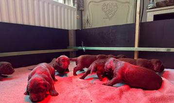 Pups Duitse staande langhaar met stamboom beschikbaar voor biedingen