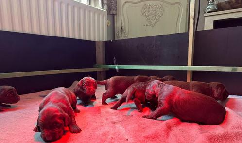 Pups Duitse staande langhaar met stamboom, Dieren en Toebehoren, Honden | Setters en Staande honden, Meerdere dieren, Duitse Staande hond