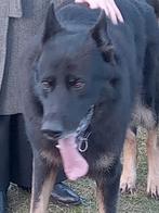 Duitse herder aangeboden, Dieren en Toebehoren, Reu, Parvo, Eén hond, 3 tot 5 jaar