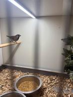 Bruine spitsstaart amadine, Dieren en Toebehoren, Vogels | Overige Vogels, Vrouwelijk