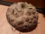 Dioscorea elephantipes XXL, caudex, turtle back plant, Huis en Inrichting, Kamerplanten, Verzenden, Overige soorten, Minder dan 100 cm