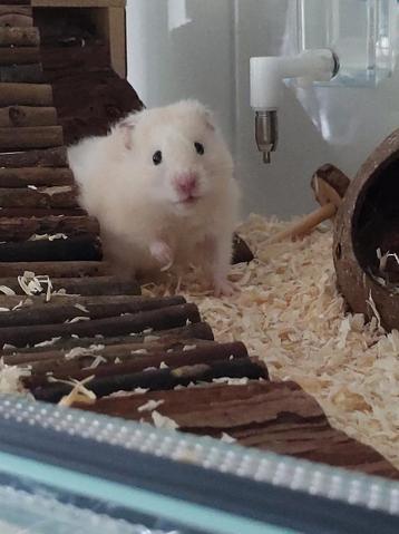 Hamster/gebril opvang beschikbaar voor biedingen