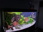 Juwel Vision 450 aquarium, Ophalen, Gebruikt, Leeg aquarium