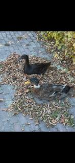 Gezocht: vrouwtjes loopeend, Dieren en Toebehoren, Vogels | Overige Vogels, Vrouwelijk