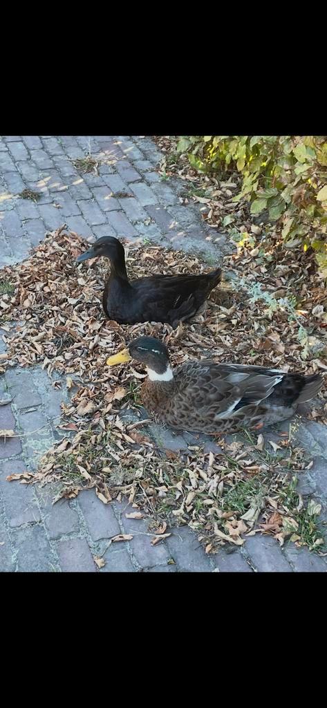 Gezocht: vrouwtjes loopeend, Dieren en Toebehoren, Vogels | Overige Vogels, Vrouwelijk