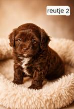 Super mooi gezonde boomer pups. CHOCO ! maltezer x shih tzu, Dieren en Toebehoren, Honden | Chihuahua's en Gezelschapshonden, Overige rassen