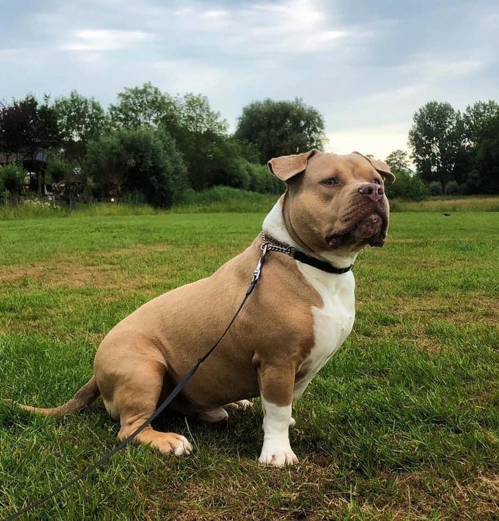Americaan pocket bully, Dieren en Toebehoren, Honden | Bulldogs, Pinschers en Molossers, Reu, Particulier, Eén hond, Nederland