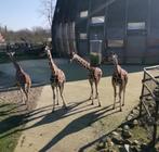 3 kaarten Blijdorp 30 aug plus zoomeravond, Tickets en Kaartjes, Twee personen