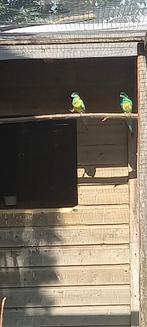 Cloncurry koppel, Dieren en Toebehoren, Meerdere dieren, Parkiet, Geringd