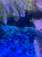 Neon tetra’s 3 stuks, Dieren en Toebehoren, Vissen | Aquaria en Toebehoren, Ophalen of Verzenden