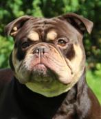 Prachtige chocotricolor Old English Bulldog reu, getest, Fokker | Hobbymatig, Rabiës (hondsdolheid), Reu, Buitenland