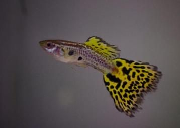 Cobra guppy cobra guppen te koop  beschikbaar voor biedingen