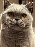 Britse korthaar herplaatser, Poes, Kortharig, 3 tot 5 jaar