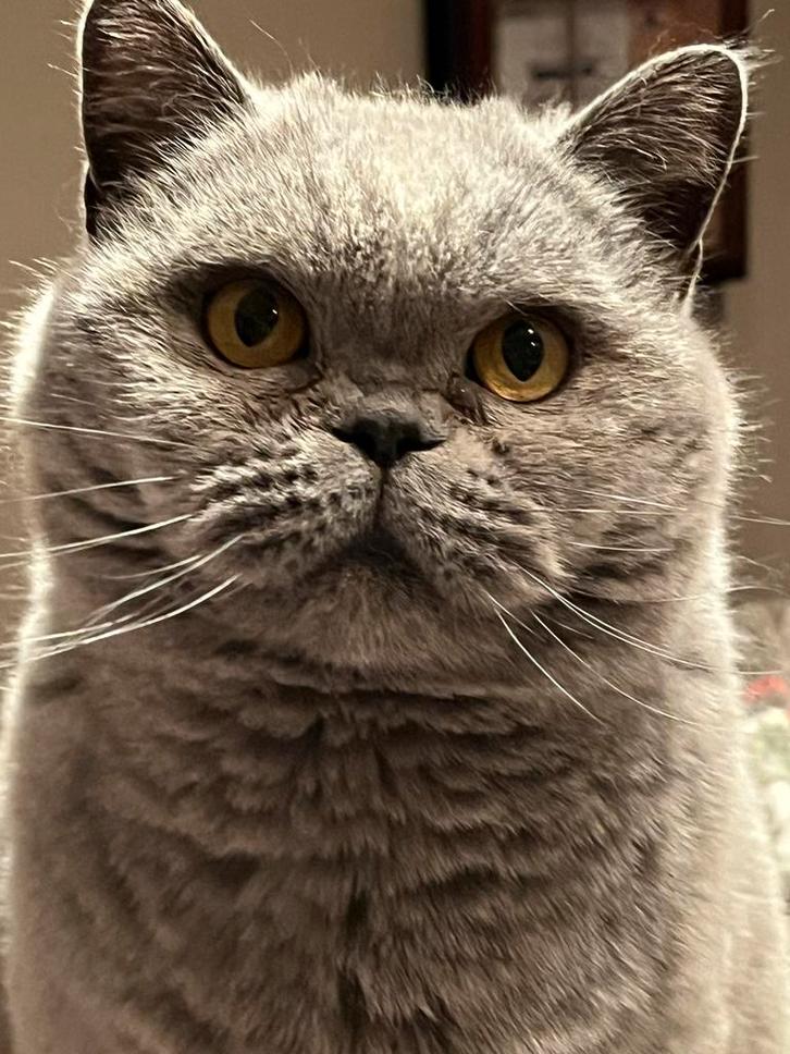 Britse korthaar herplaatser, Dieren en Toebehoren, Katten en Kittens | Overige Katten, Kortharig, Poes, 3 tot 5 jaar