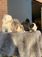 Super schattige dwerghangoor konijntjes, Dieren en Toebehoren, Konijnen, Vrouwelijk, Dwerg