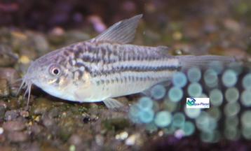 Corydoras elegans beschikbaar voor biedingen