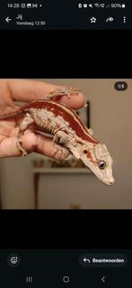 1.0 gargoyle gekko wit/rood, Hagedis