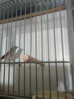Tropen, Meerdere dieren, Kleurkanarie