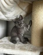 Britse korthaarkittens mogen direct het nest verlaten, Dieren en Toebehoren, Katten en Kittens | Raskatten | Korthaar, Meerdere dieren