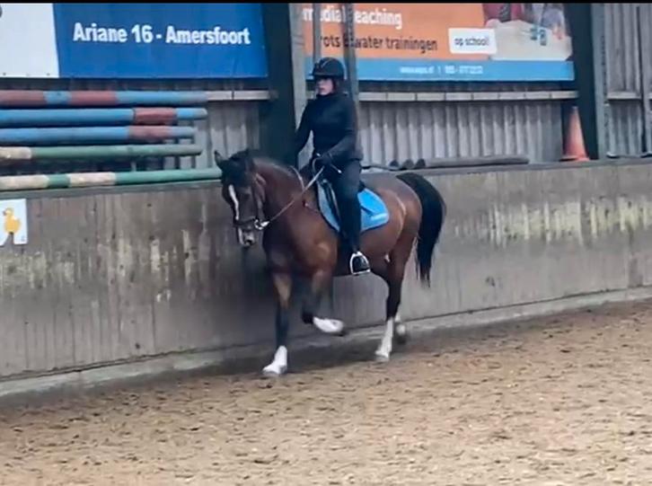 Bijrijder/verzorger aangeboden omgeving Amersfoort, Dieren en Toebehoren, Paarden en Pony's | Overige Paardenspullen, Ophalen of Verzenden