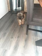 Lieve shitzu /lasho apso, Dieren en Toebehoren, Honden | Chihuahua's en Gezelschapshonden, Overige rassen, 1 tot 2 jaar, Teef