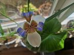 Braziliaanse wandelende iris, Tuin en Terras, Planten | Tuinplanten, Ophalen, Zomer, Overige soorten, Halfschaduw