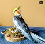 Opgezette valkparkiet, Ophalen of Verzenden, Vogel, Opgezet dier