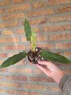 Alocasia lauterbachiana variegata, Huis en Inrichting, Kamerplanten, Ophalen of Verzenden, Halfschaduw, Minder dan 100 cm