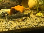 ancistrus 2 stuks, Dieren en Toebehoren, Vissen | Aquariumvissen, Vis