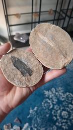 2 onbekende fossielen samen 5 euro, Ophalen of Verzenden, Fossiel