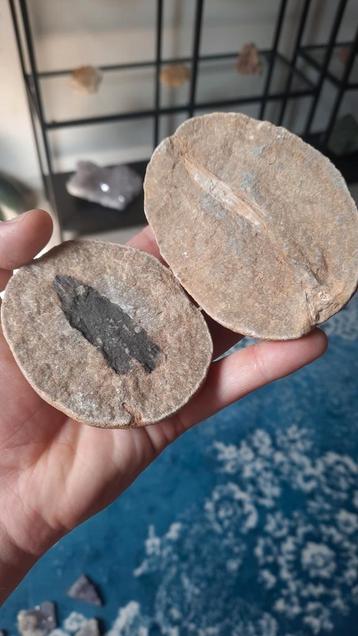 2 onbekende fossielen samen 5 euro beschikbaar voor biedingen