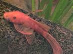 Ancistrus red longfinn jonge man, Dieren en Toebehoren, Vis