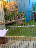 Parva putter koppels, Meerdere dieren, Wildzangvogel, Geringd