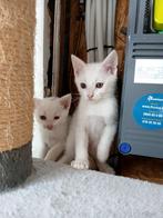 Kitten tekoop, Dieren en Toebehoren, Kater, Ontwormd, 0 tot 2 jaar