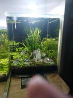 Aquarium planten, Ophalen, Gebruikt, Plant(en), Steen of Hout
