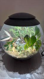 Biorb Air 60 opknapper te koop, Dieren en Toebehoren, Ophalen, Gebruikt, Terrarium of Paludarium